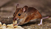 24 Hour & Emergency Exterminators in Ardmore, PA